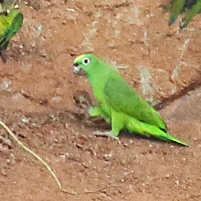 Yellow-crowned Parrot - ML610576487