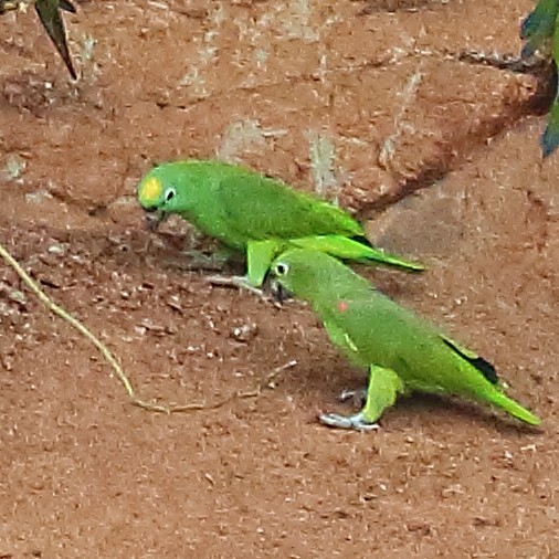 Yellow-crowned Parrot - ML610576489