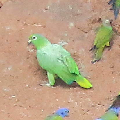 Mealy Parrot - ML610576494