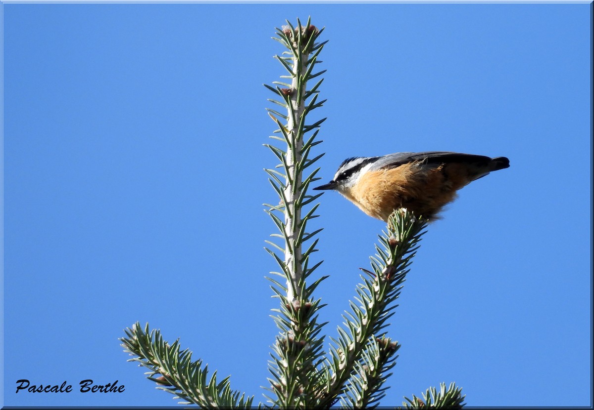 Red-breasted Nuthatch - ML610576840