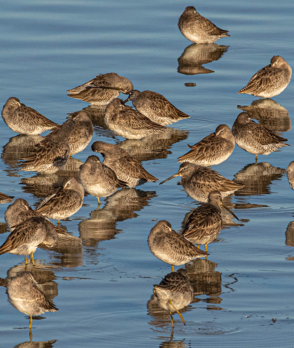 Long-billed Dowitcher - ML610577787