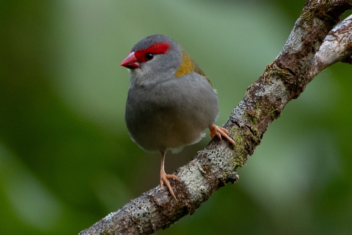 Red-browed Firetail - ML610578118