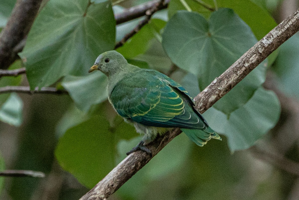 Gray-green Fruit-Dove - Tobin Sparling