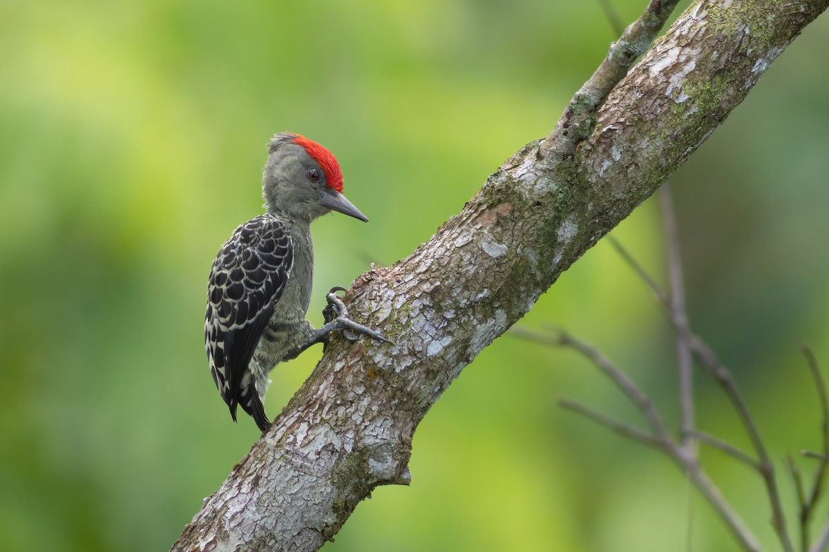 Gray-and-buff Woodpecker - ML610578229