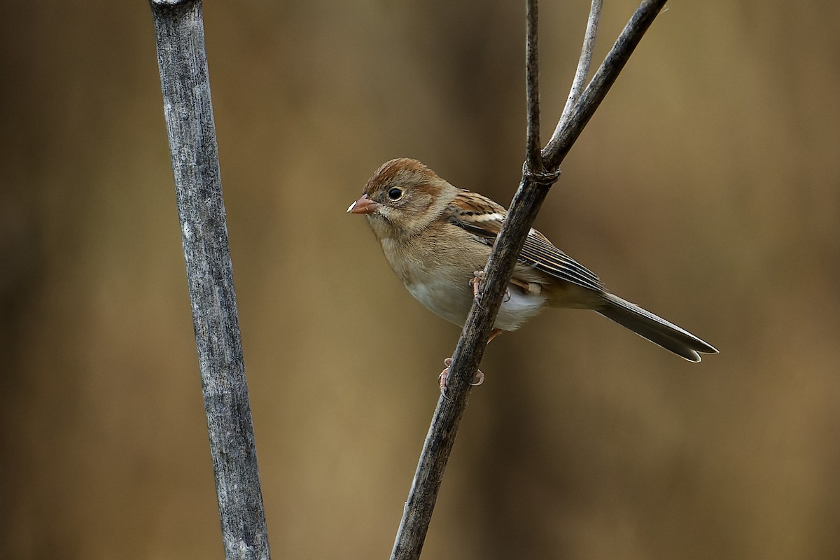 Field Sparrow - ML610578416