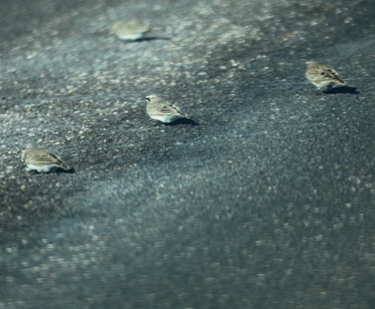 eBird Checklist 30 Oct 2023 South Dakota, US 79, MP226 1 species