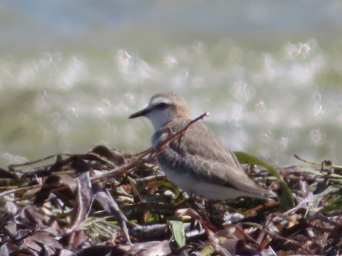 Red-capped Plover - ML610578598