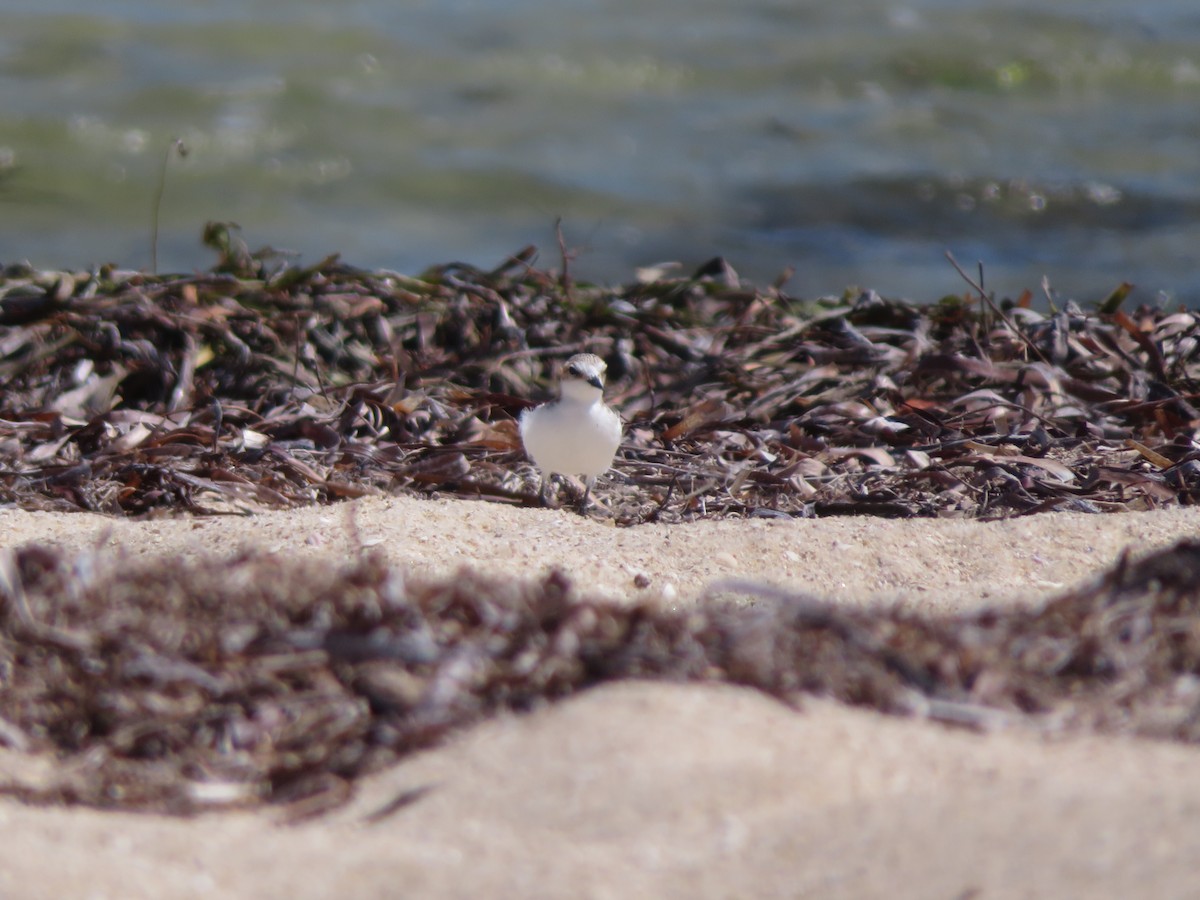 Red-capped Plover - ML610578600