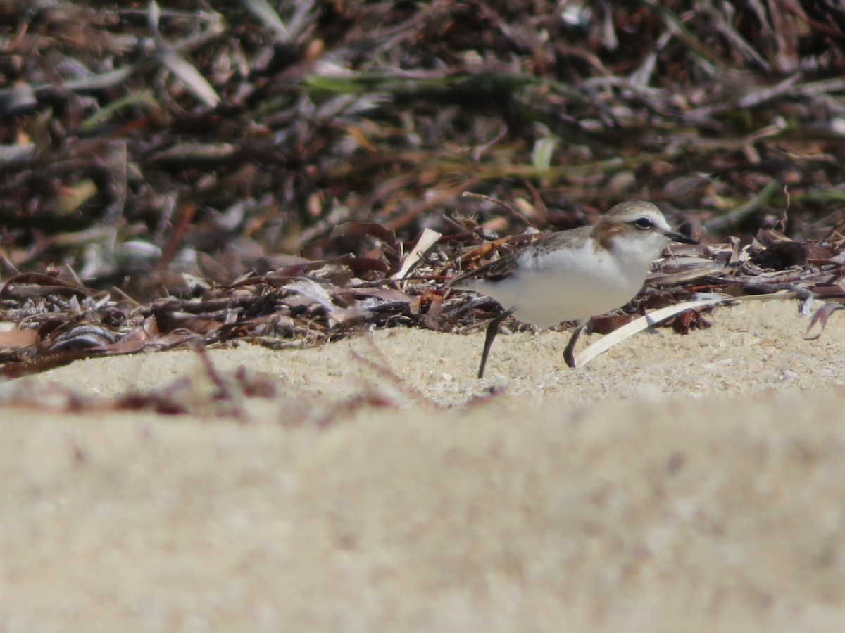 Red-capped Plover - ML610578601