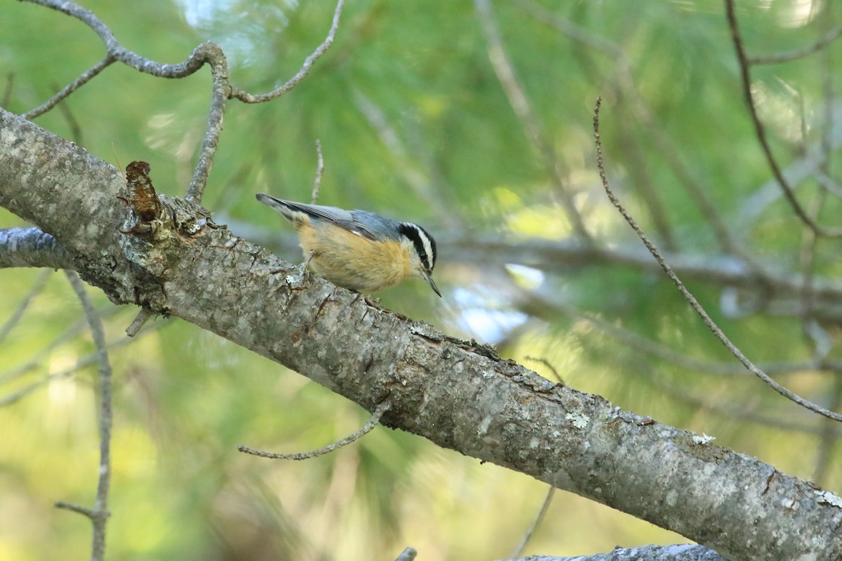 Red-breasted Nuthatch - ML610578655