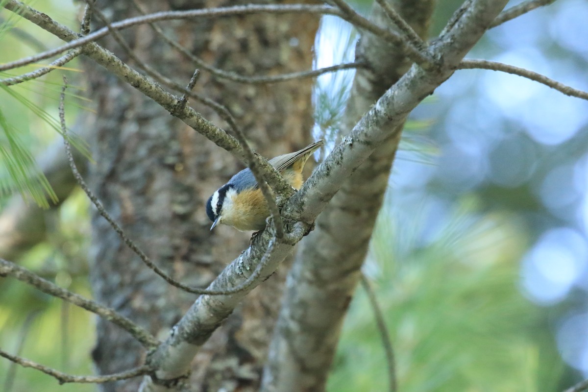 Red-breasted Nuthatch - ML610578866
