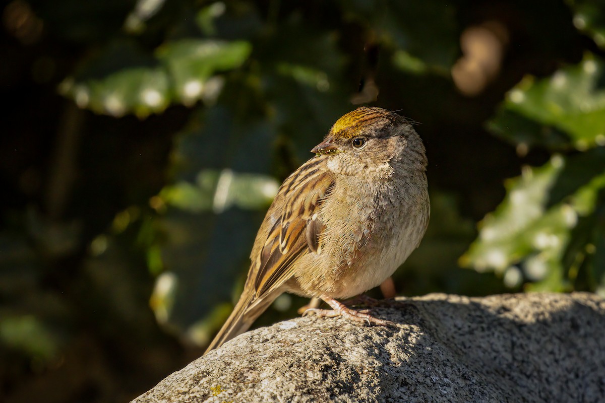 Golden-crowned Sparrow - ML610579167