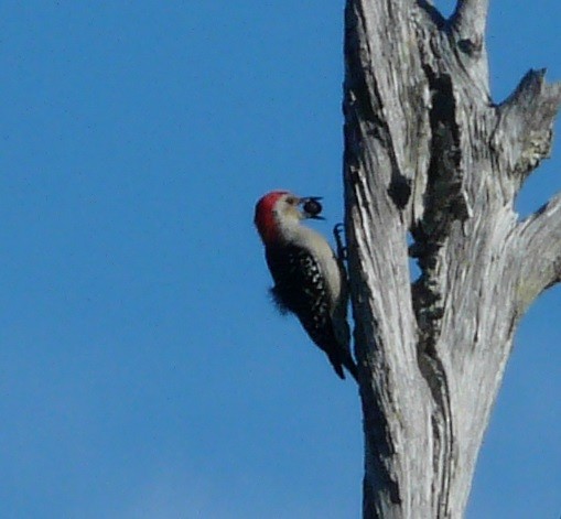 Red-bellied Woodpecker - ML610579178