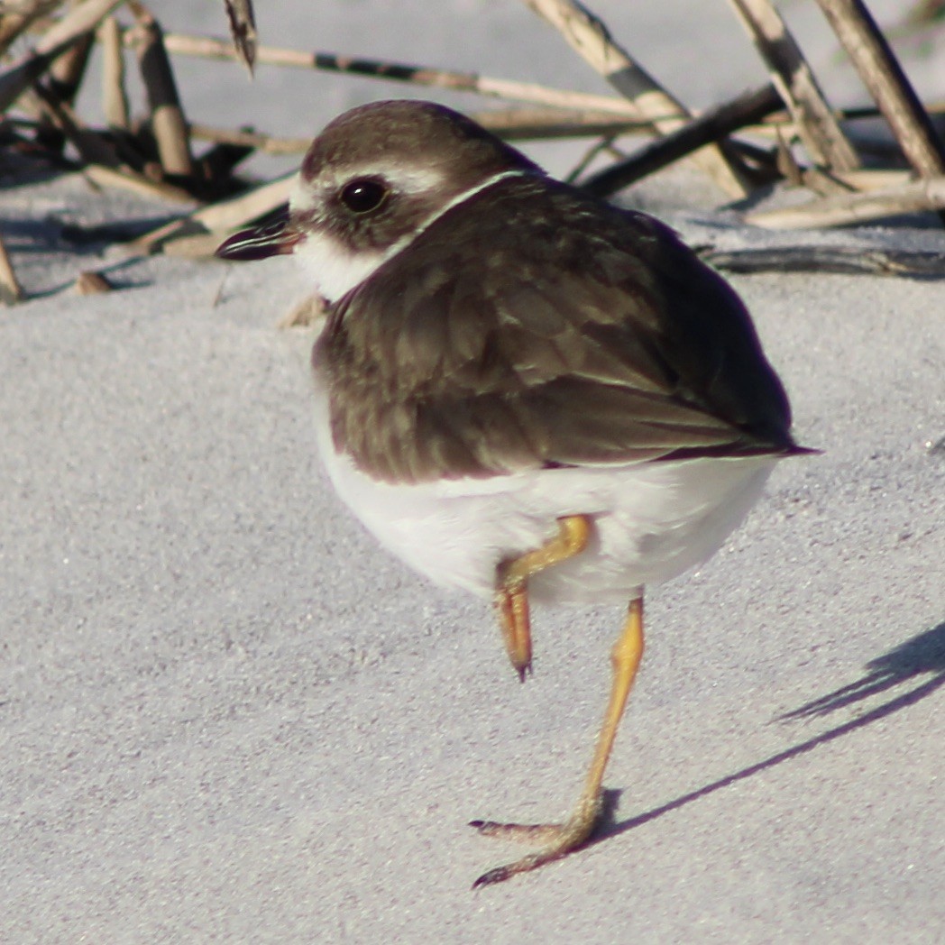 Semipalmated Plover - ML610579322
