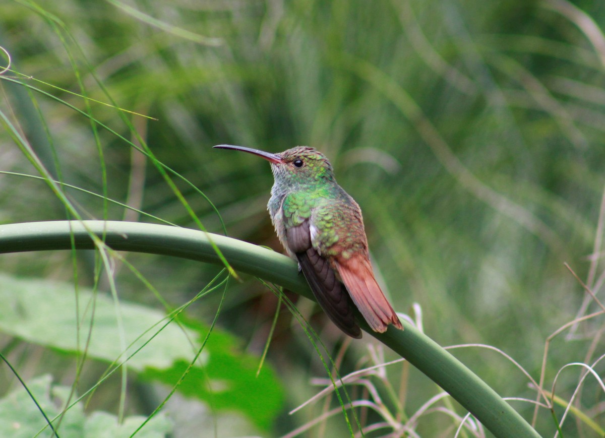Rufous-tailed Hummingbird - Efraín Quiel