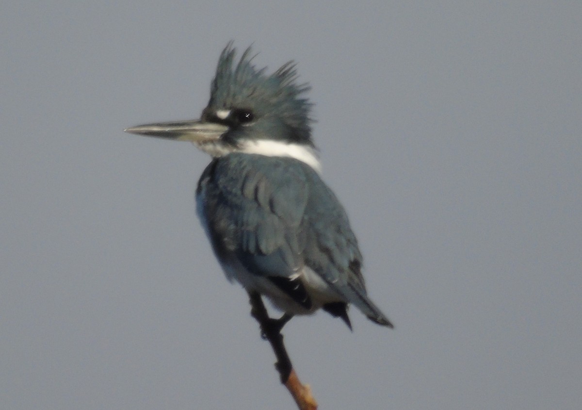 Belted Kingfisher - Mike & MerryLynn  Denny