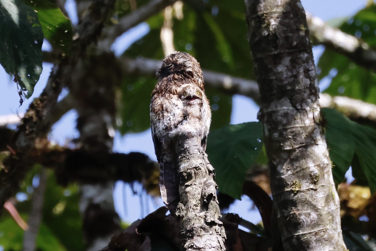 Andean Potoo - ML610579793