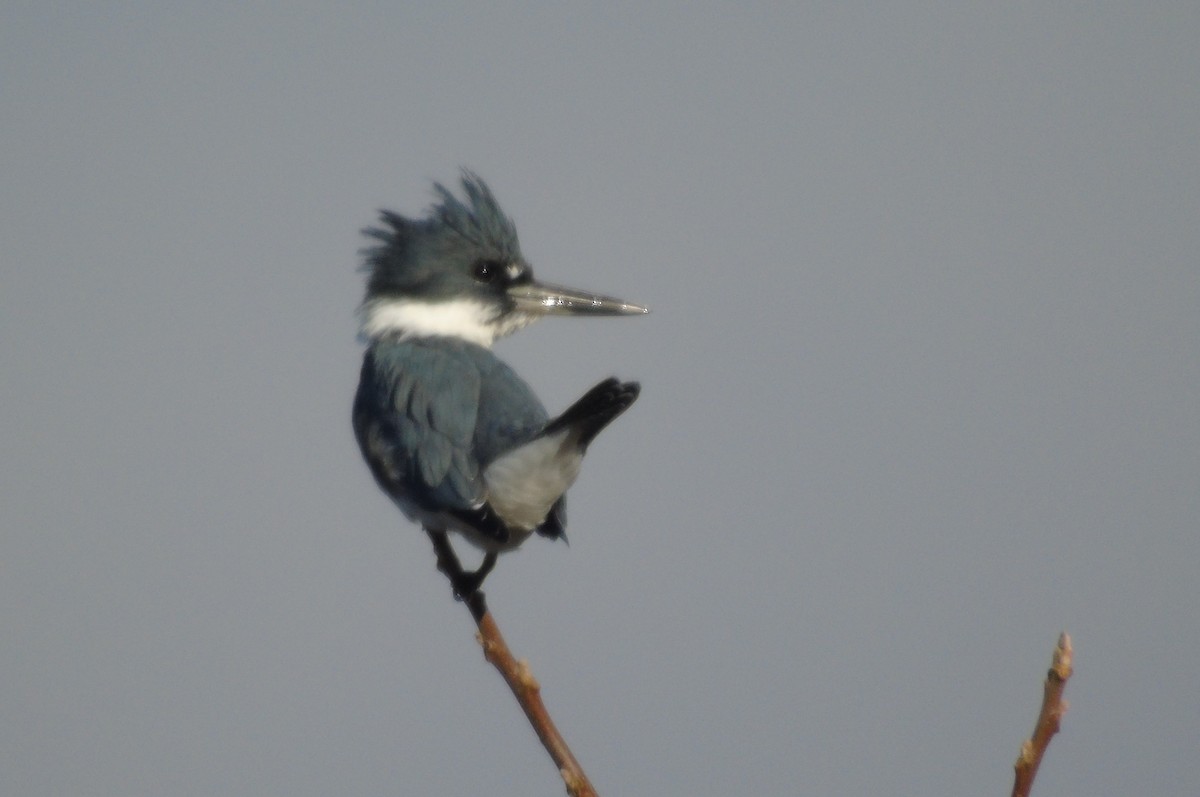 Belted Kingfisher - ML610579798