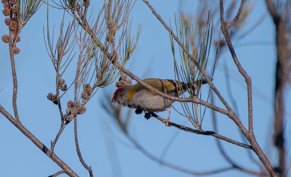 Red-browed Firetail - ML610580371