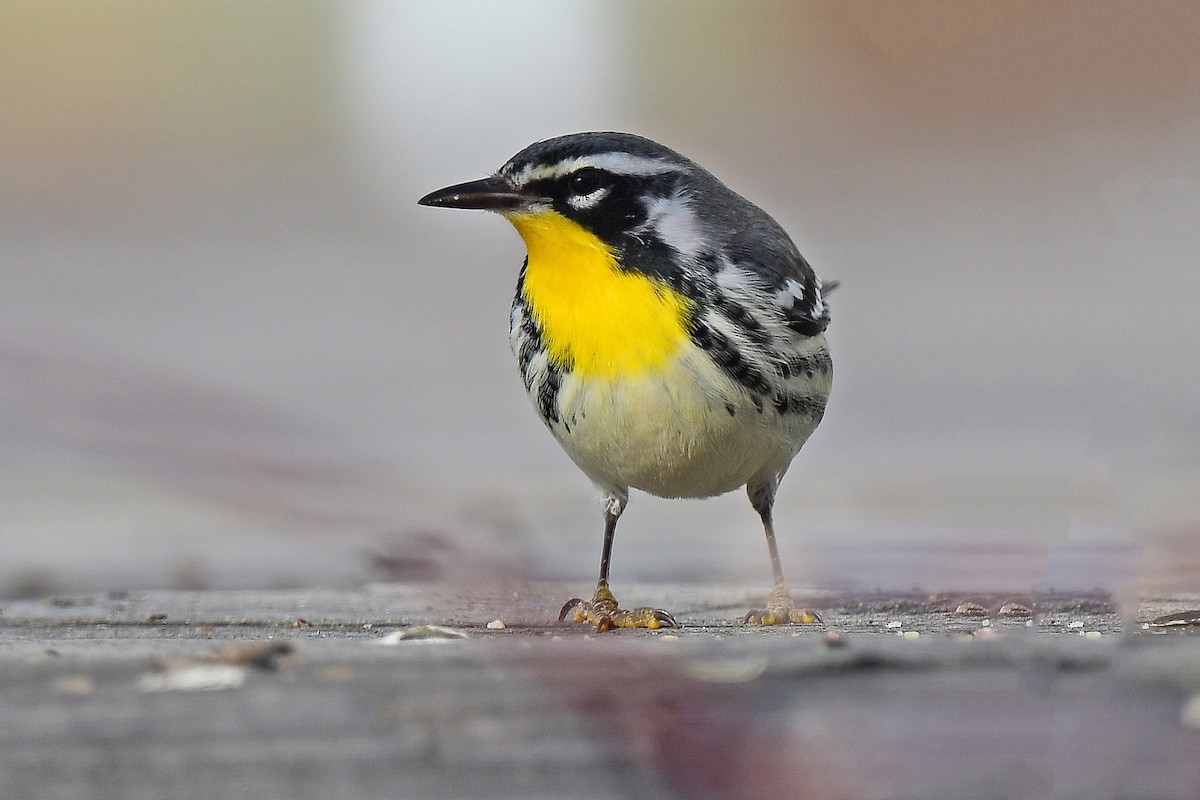 Yellow-throated Warbler - Chris Rees