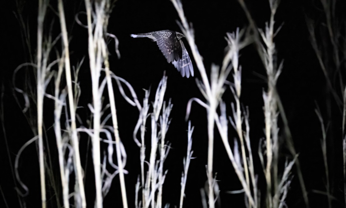 Spot-tailed Nightjar - ML610580518