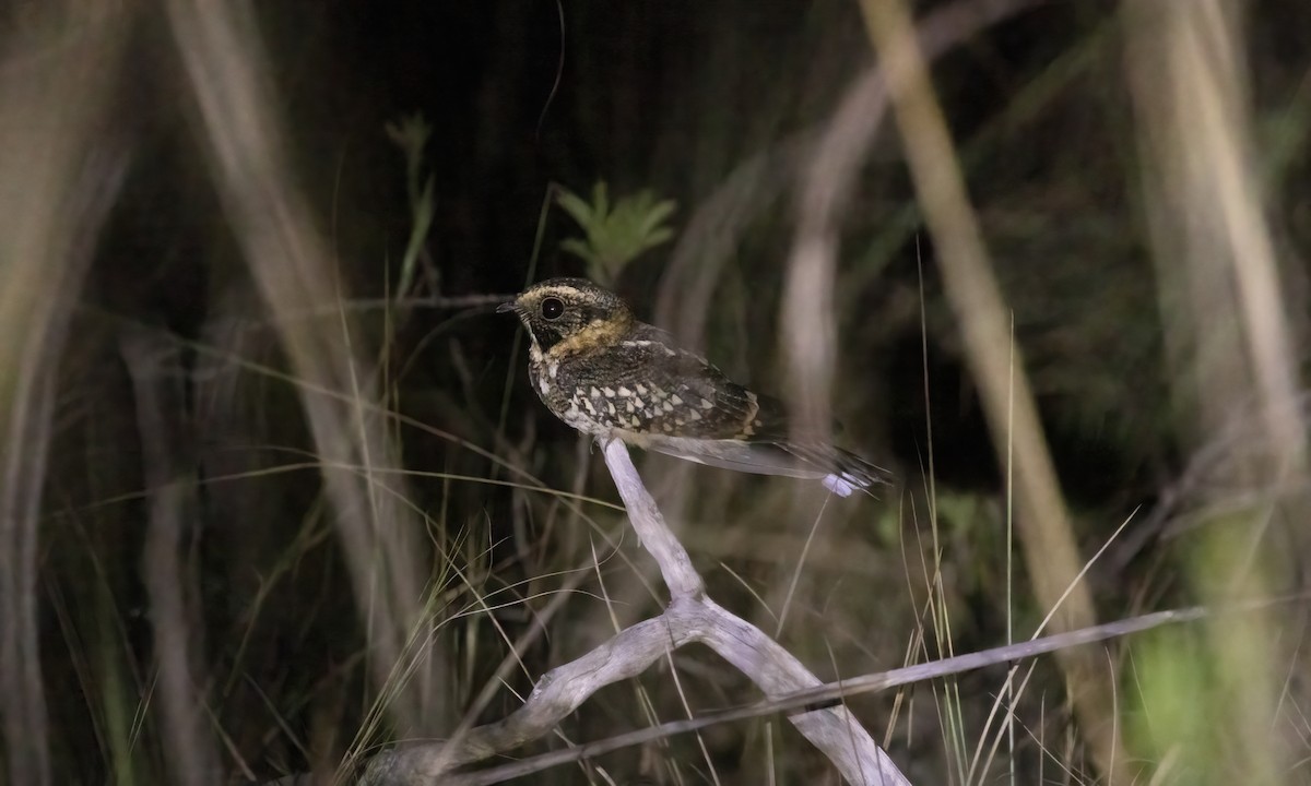 Spot-tailed Nightjar - ML610580521