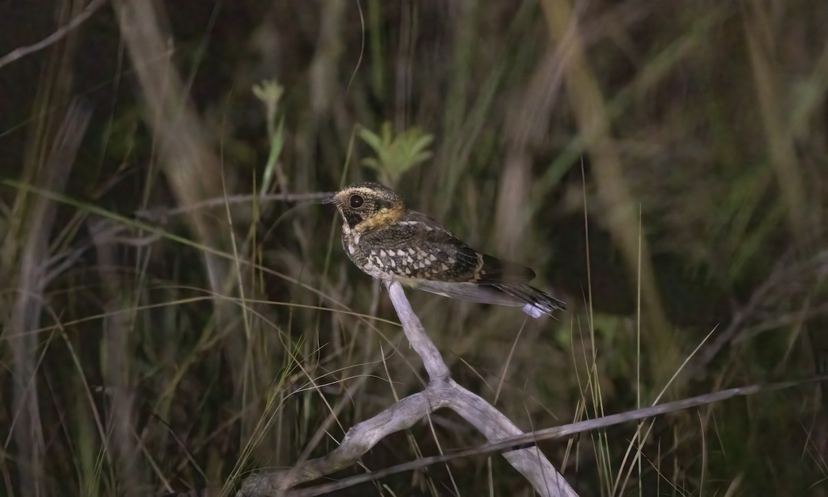 Spot-tailed Nightjar - Paul Fenwick