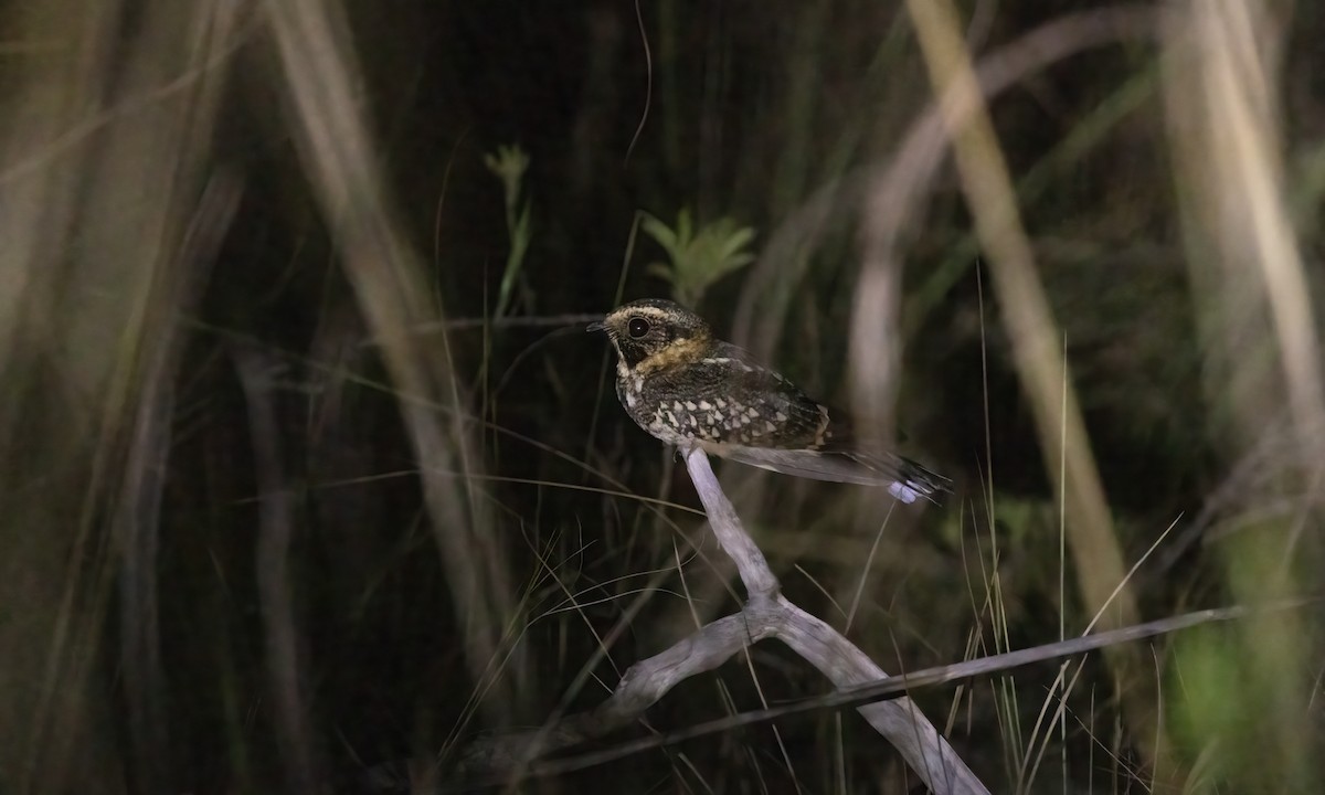 Spot-tailed Nightjar - ML610580524
