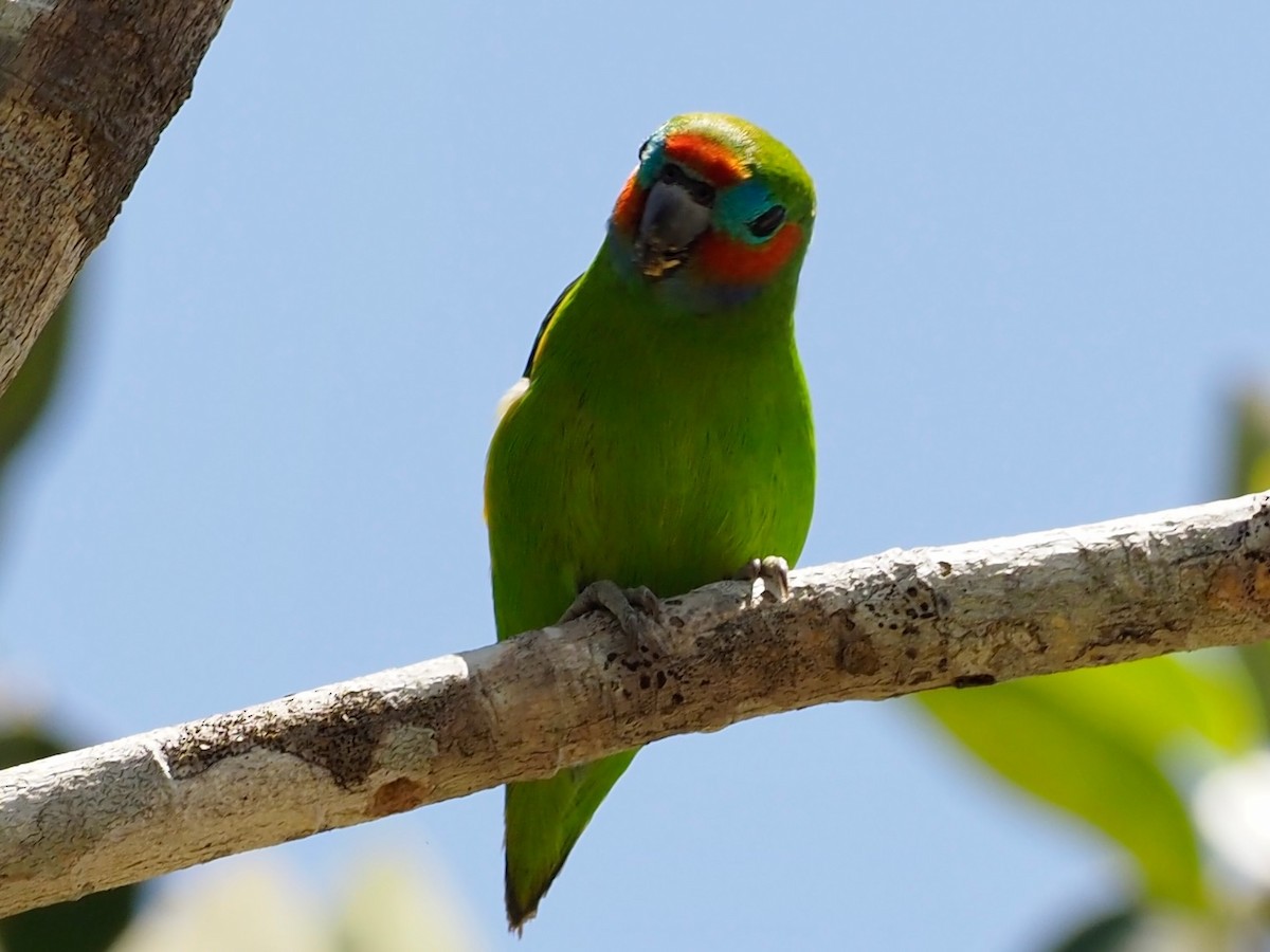 Double-eyed Fig-Parrot (Double-eyed) - ML610580559