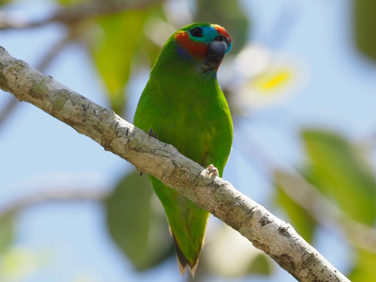 Double-eyed Fig-Parrot (Double-eyed) - ML610580561