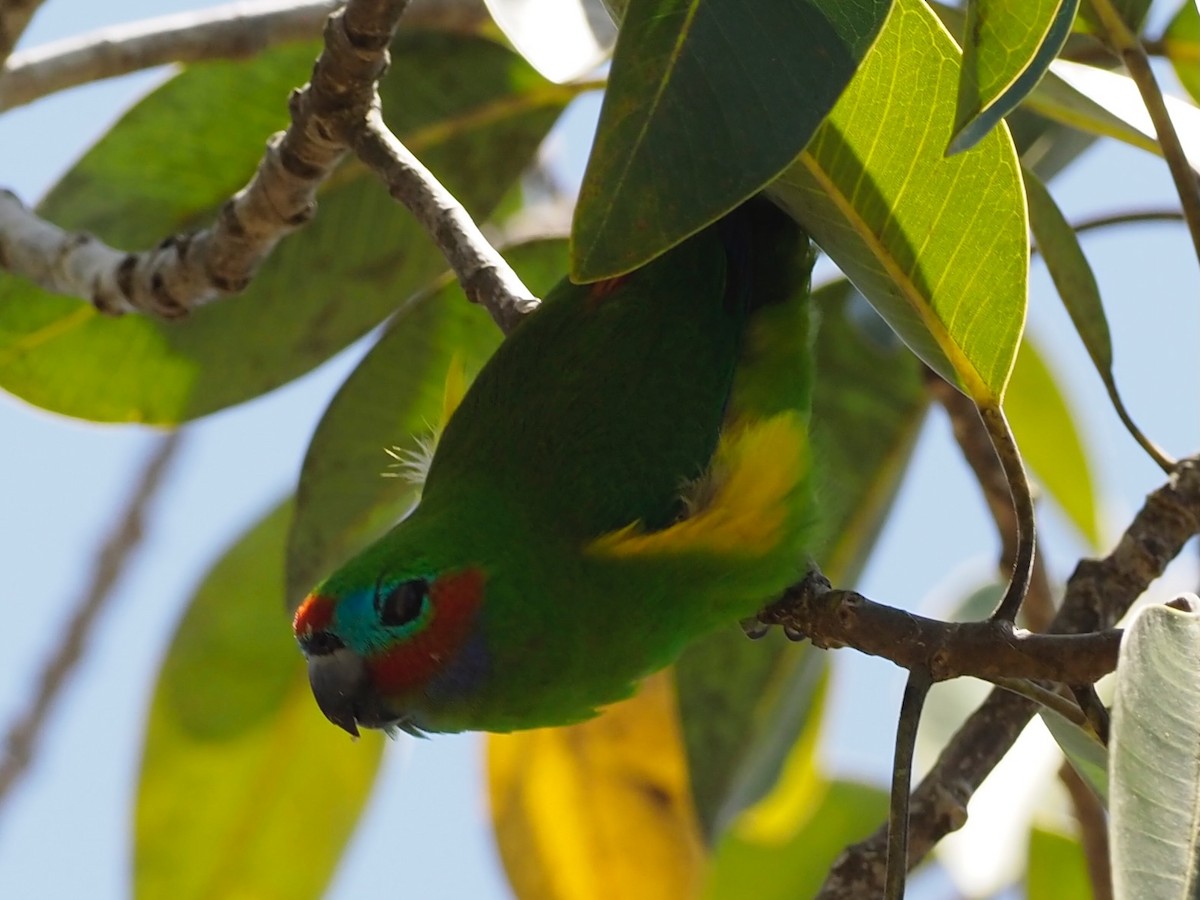 Double-eyed Fig-Parrot (Double-eyed) - ML610580562