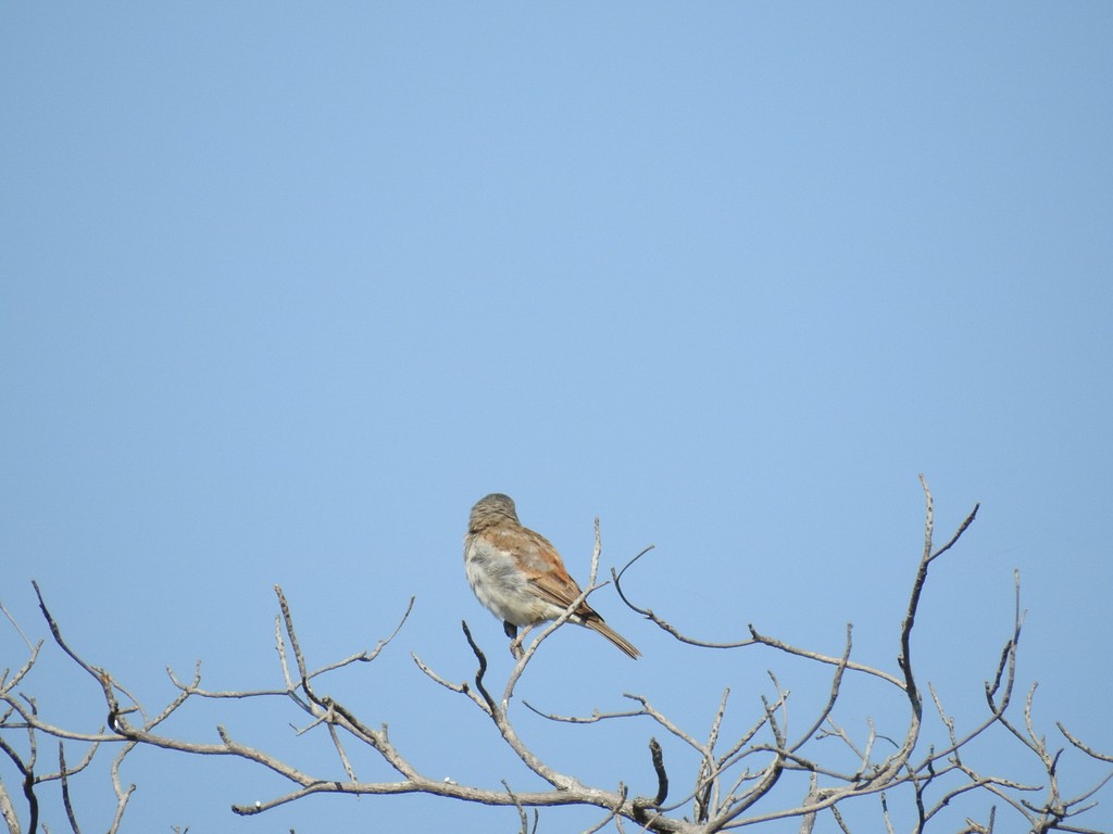 Northern Gray-headed Sparrow - ML610580564