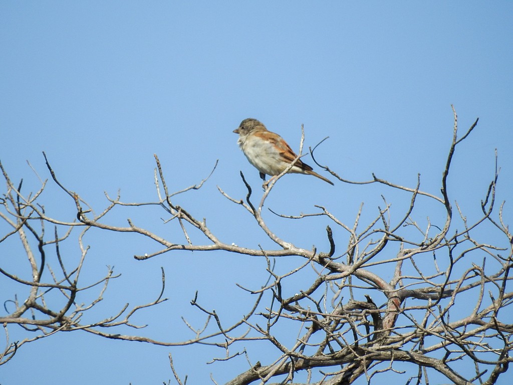 Northern Gray-headed Sparrow - Emerson Harman