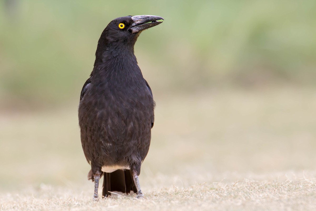 Pied Currawong - ML610580624