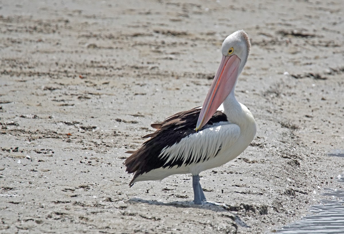 pelikán australský - ML610580930