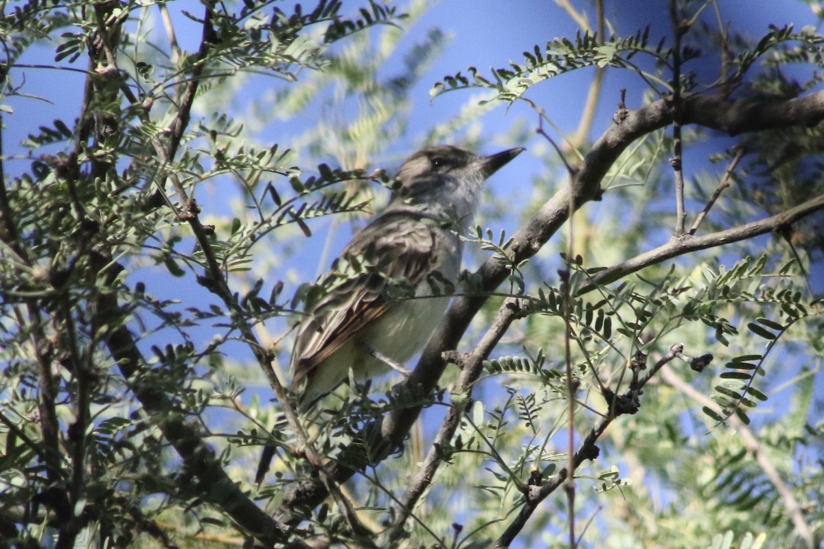 Brown-crested Flycatcher (Arizona) - ML610581022