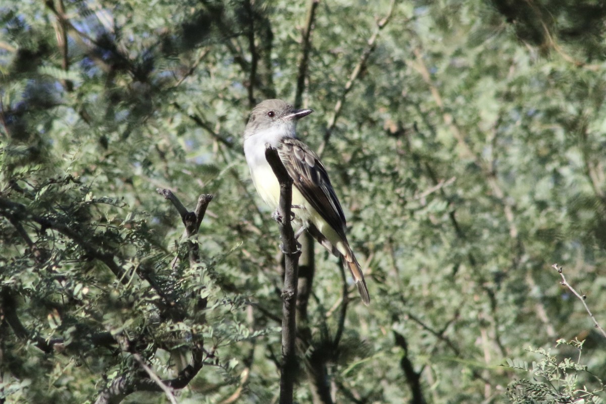 Brown-crested Flycatcher (Arizona) - ML610581023