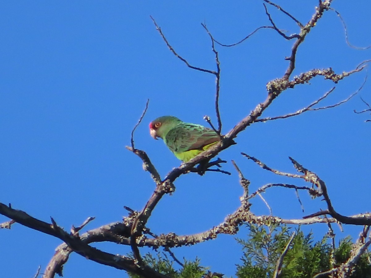 Red-fronted Parrot - ML610581374