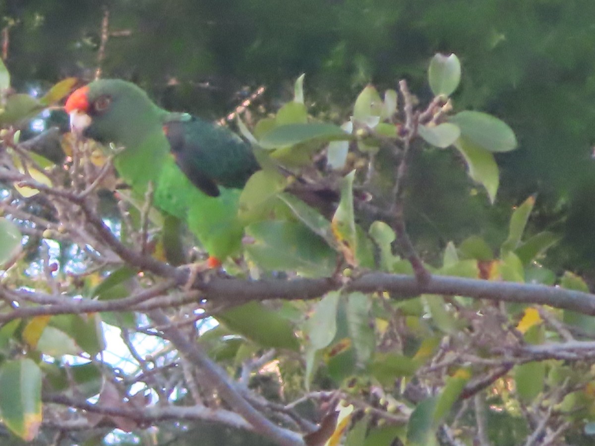 Red-fronted Parrot - ML610581375