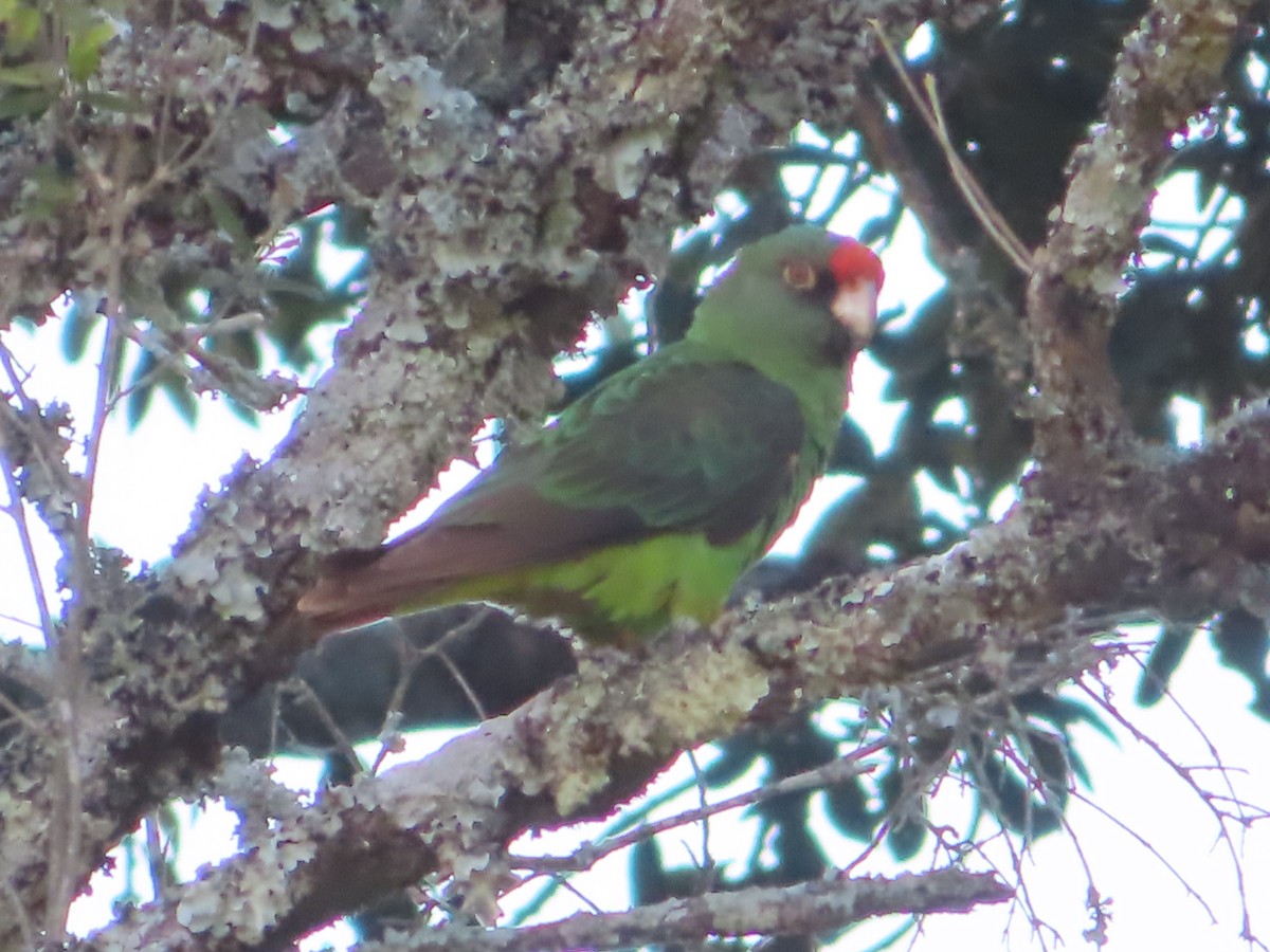 Red-fronted Parrot - ML610581429