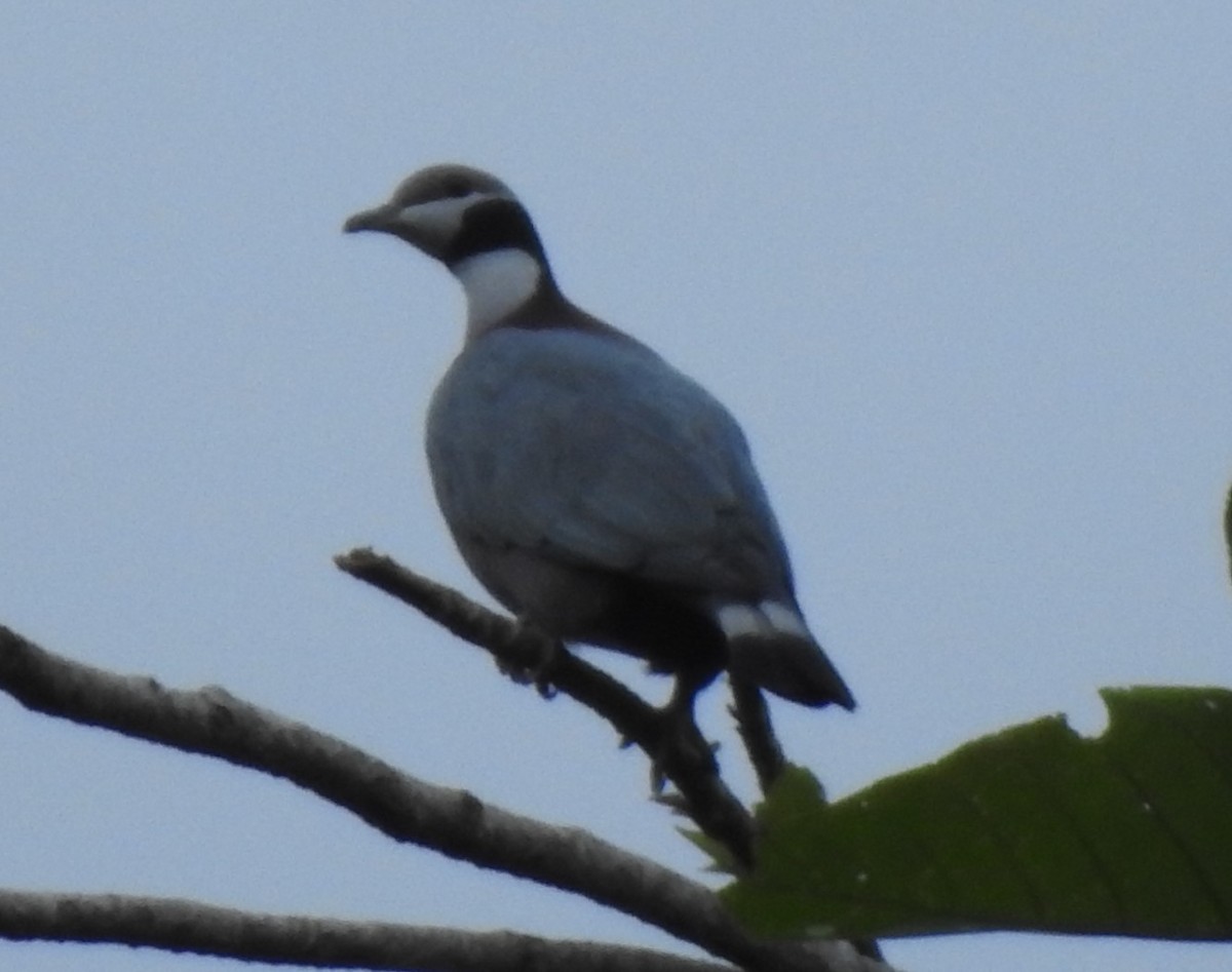 Collared Imperial-Pigeon - marti ikehara