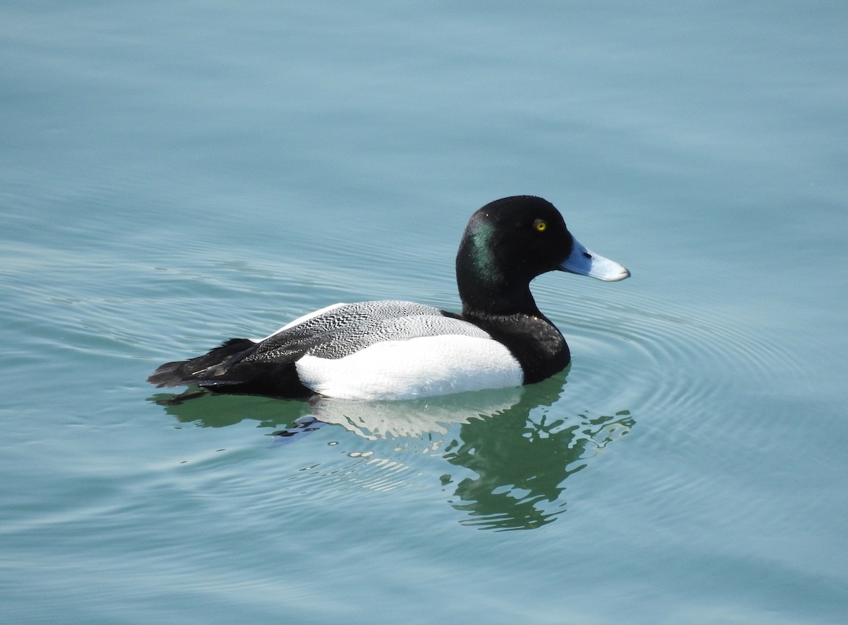 Greater Scaup - ML610582391