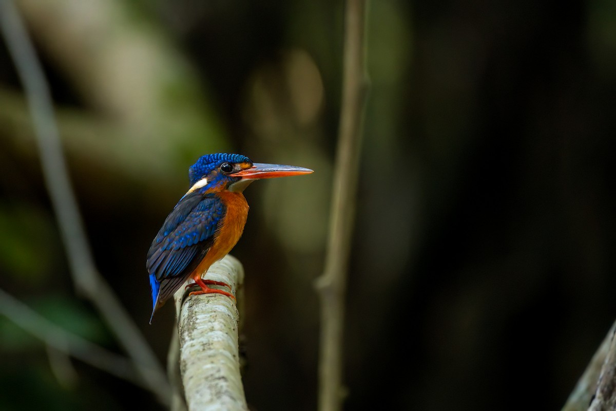 Blue-eared Kingfisher - ML610582433
