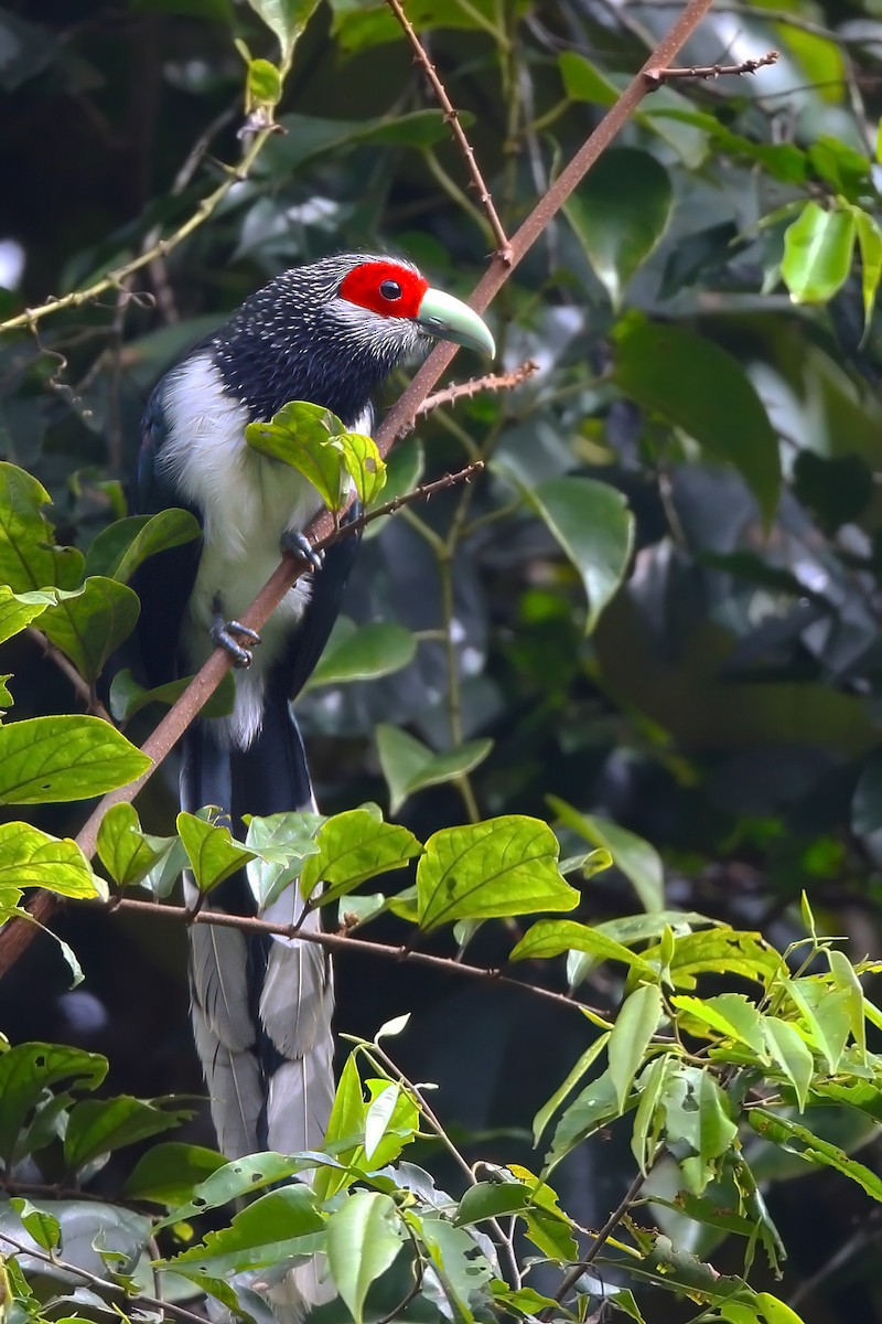 Red-faced Malkoha - ML610582527