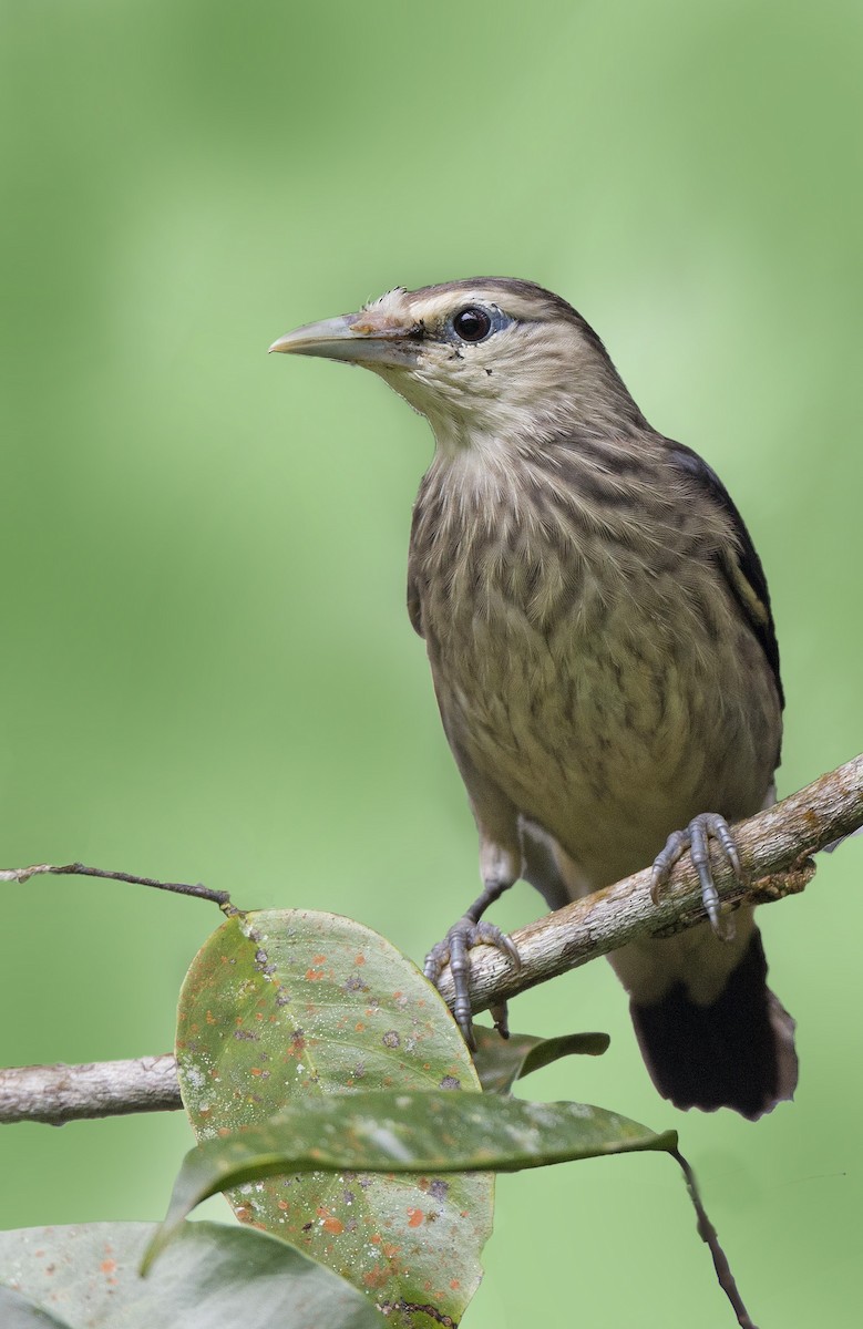 White-faced Starling - ML610582585