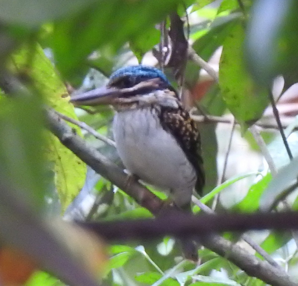 Hook-billed Kingfisher - marti ikehara