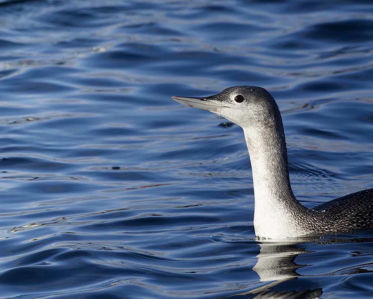 Red-throated Loon - ML610582941