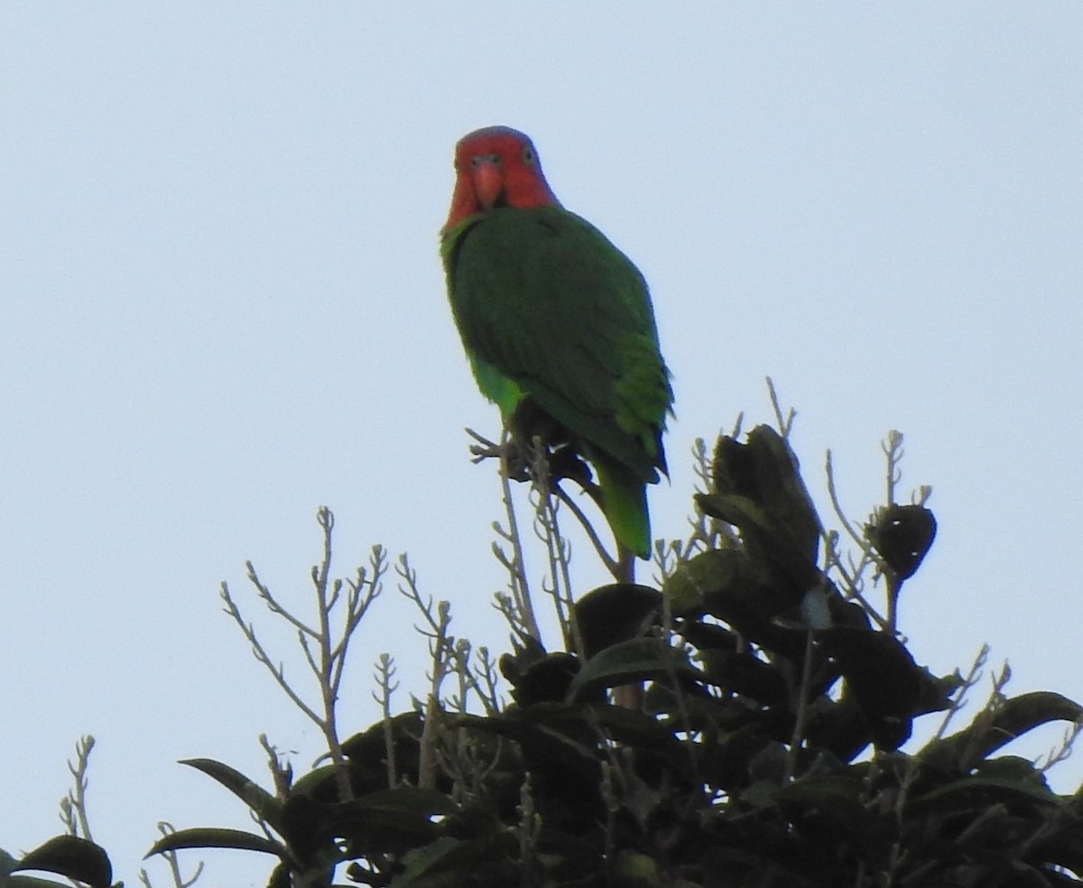Red-cheeked Parrot - marti ikehara