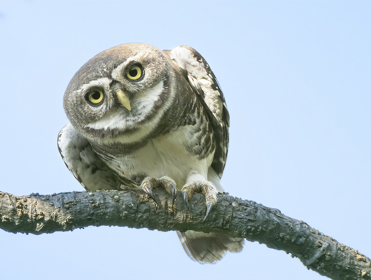 Forest Owlet - ML610583334