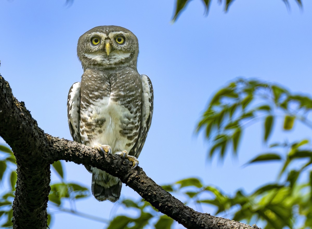 Forest Owlet - Ronit Dutta